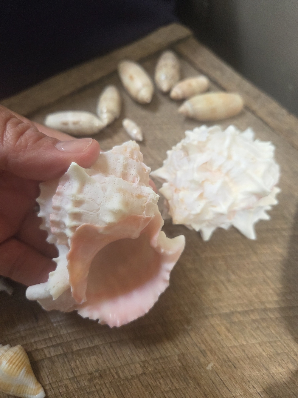 35 Assorted Natural Seashell Personal Collection - Bin R - Picture 5 of 16